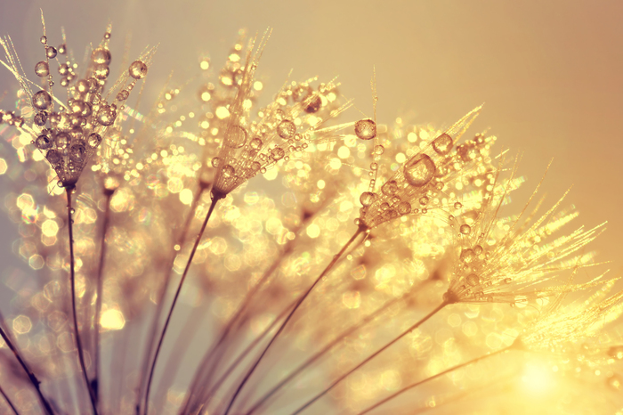 Bild Pusteblumen und Tautropfen aus nächster Nähe