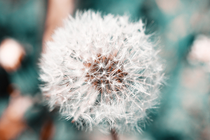 Fototapete Nahaufnahme einer Pusteblume