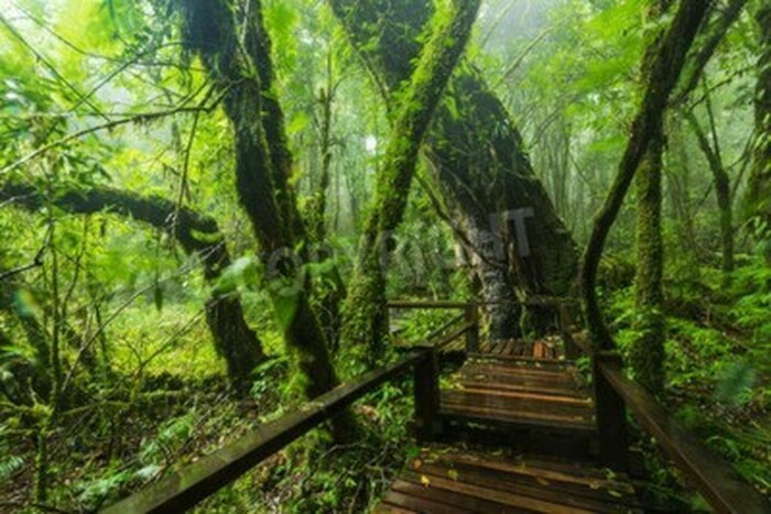 Fototapete Steg im Dschungel