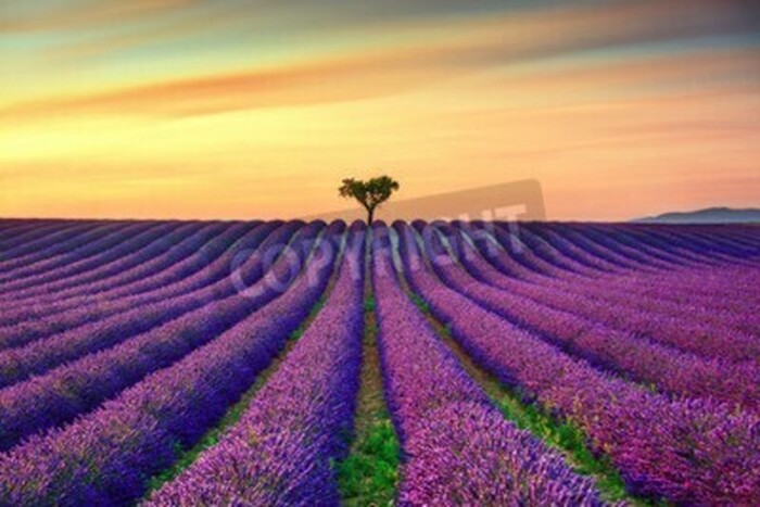 Fototapete Auf Lavendelfeld fallender Sonnenuntergang
