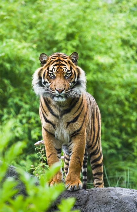 Poster Bengalischer tiger im grünen