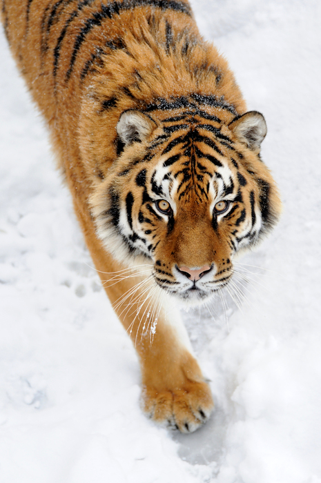 Bild Sibirischer tiger im schnee