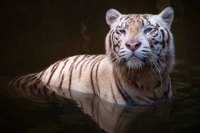 Fototapete Weißer tiger im wasser