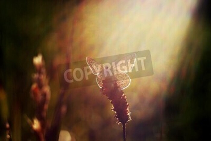 Bild Kleiner Schmetterling auf der Wiese