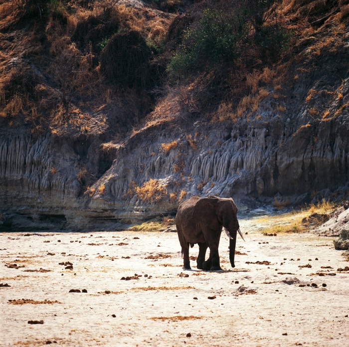 Fototapete Elefant auf einem Berghintergrund