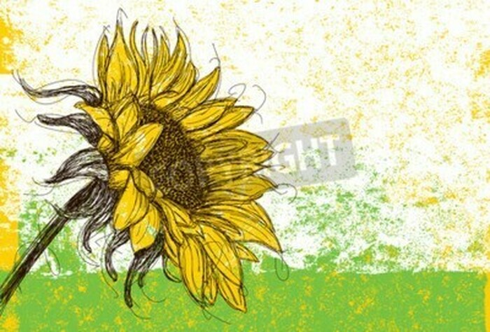 Bild Sonnenblume auf verstreutem Hintergrund