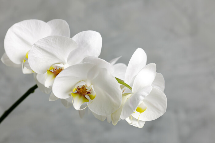 Fototapete Niedliche weiße Blume