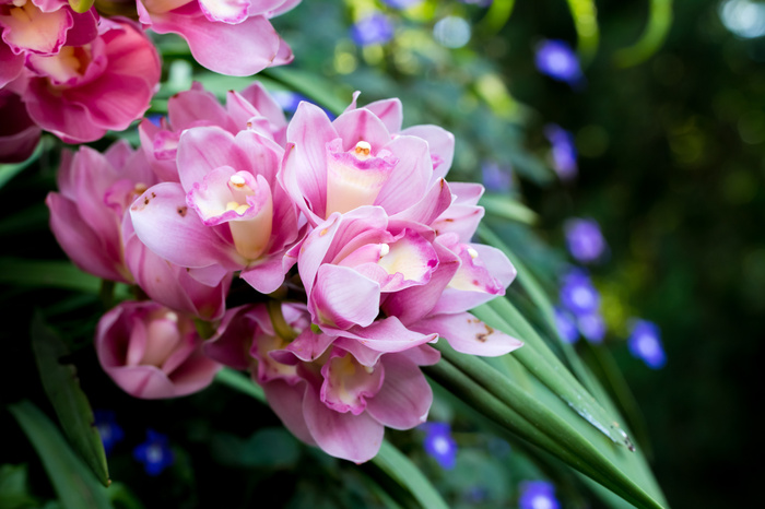 Fototapete Schöne Blumen