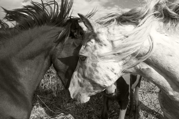 Des chevaux montrant leur amour l'un à l'autre