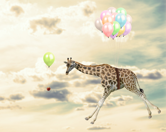 Girafe avec des ballons en plein vol
