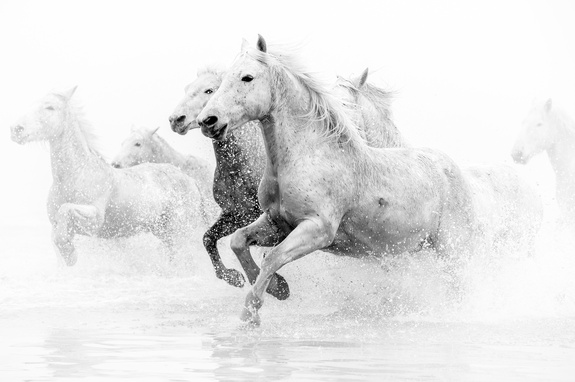 Chevaux au galop en noir et blanc