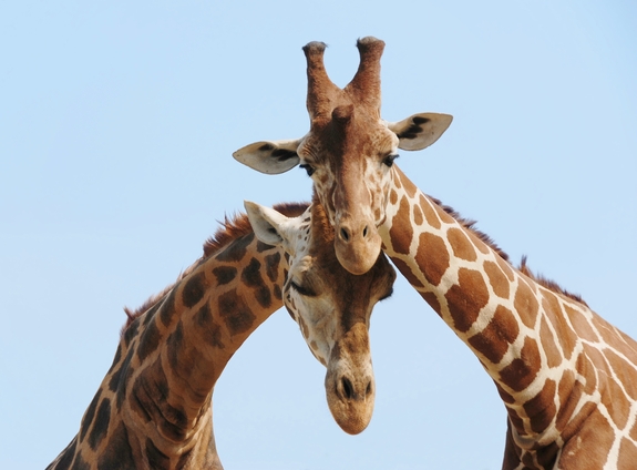 Girafes amoureuses