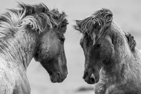 Portrait de chevaux gris