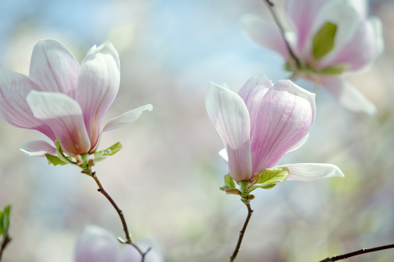 Fleuri, magnolia, arbre