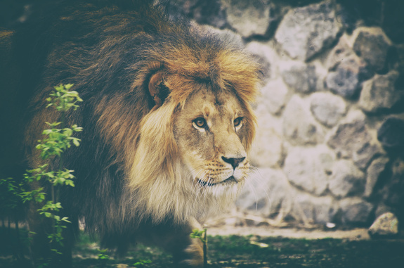 Mur de brique avec un lion