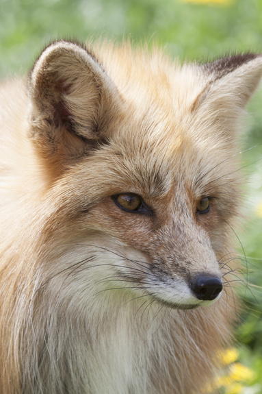 Portrait d'un jeune renard rouge européen