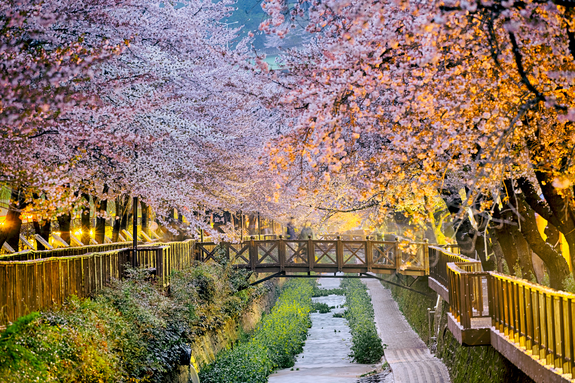 Cerisier en fleur sur un pont