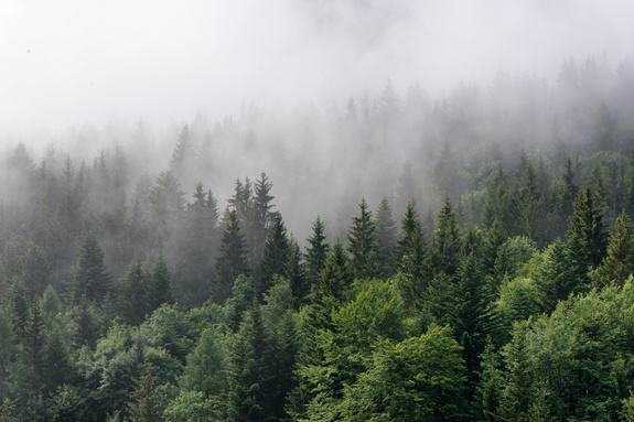 La nature et la cime des arbres dans le brouillard