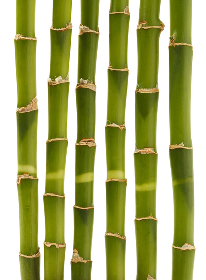 Sections en bambou vert isolées sur fond blanc