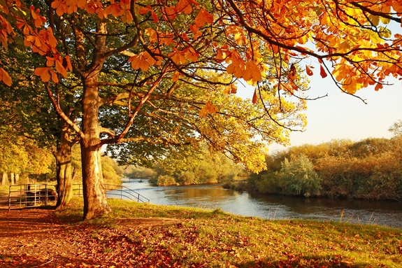 Paysage d'automne dans un parc