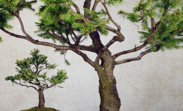 Arbres de style vintage