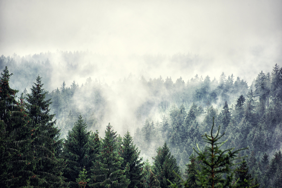 Vue sur la forêt brumeuse