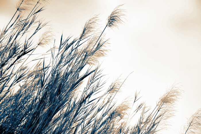 Nature et hautes herbes