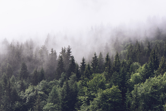 Forêt de sapins dans la brume