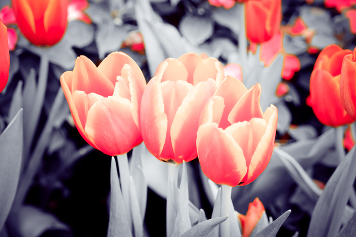 Tulipes avec un effet sépia