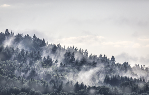 Motif nature et forêt