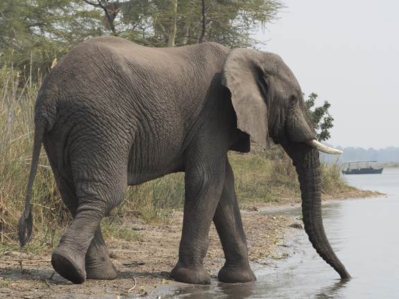 Éléphant à l'orée de la forêt