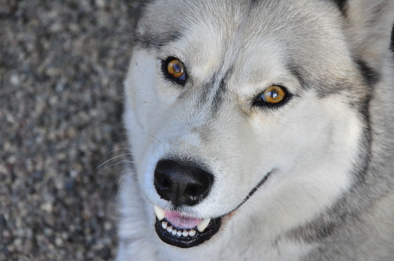 Husky sibérien