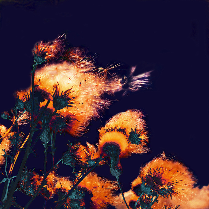 Prairie avec des pissenlits