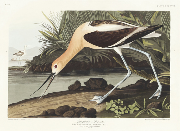 Avocette d'amérique