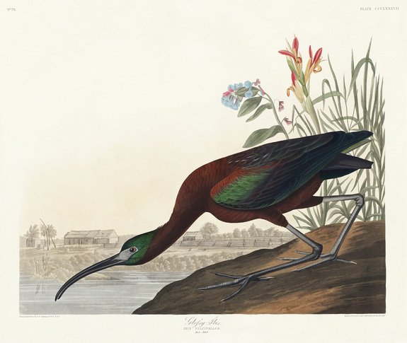 Ibis falcinelle