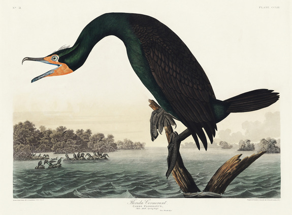 Cormoran à aigrettes