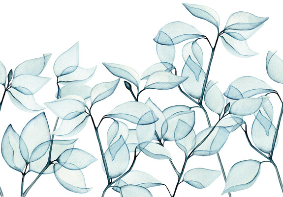 Feuilles d'eucalyptus