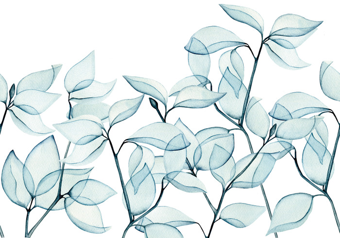 Feuilles d'eucalyptus