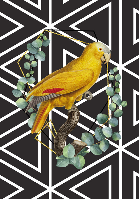 Amazone à front bleu sur fond noir