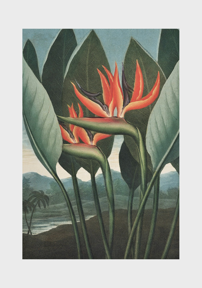 Strelitzia reginae