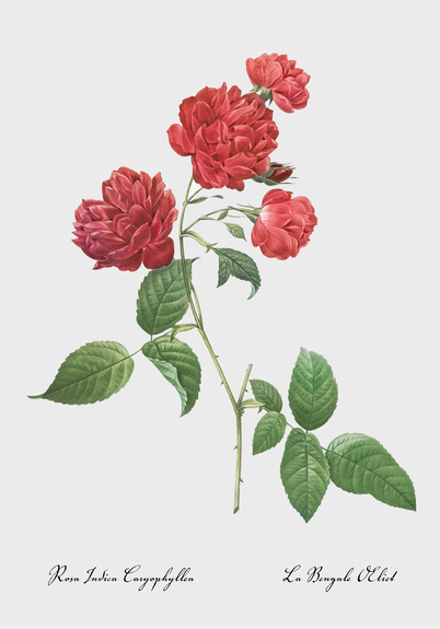 Rose du bengale