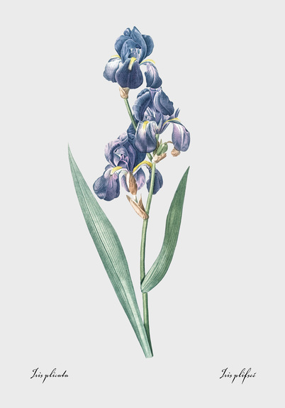 Iris dalmate