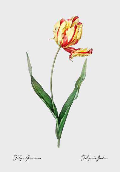 Tulipe de jardin