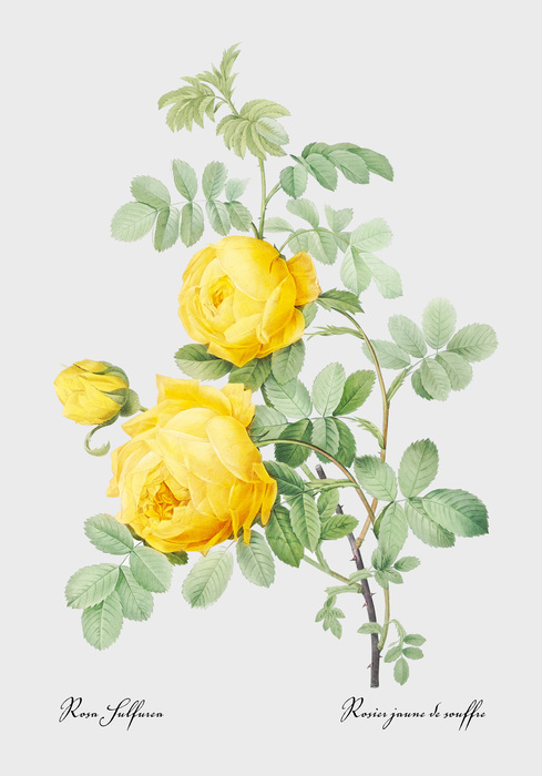 Rose jaune