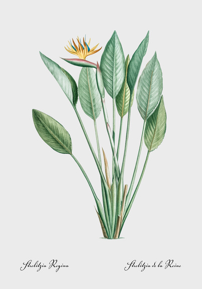 Strelitzia reginae