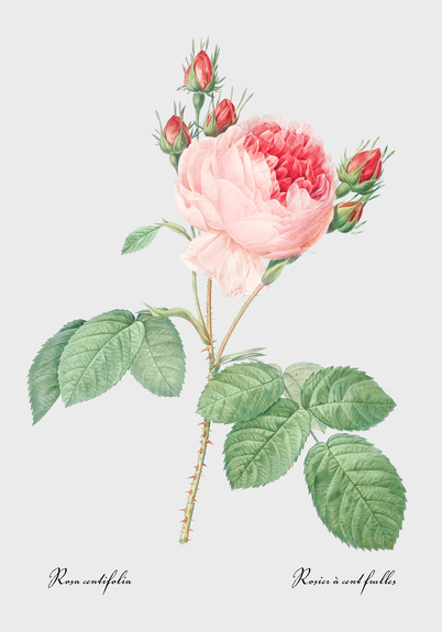 Rose cent-feuilles