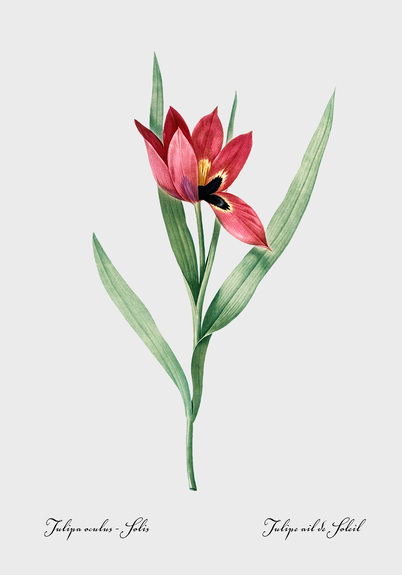 Tulipe