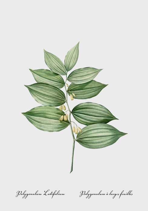 Polygonatum