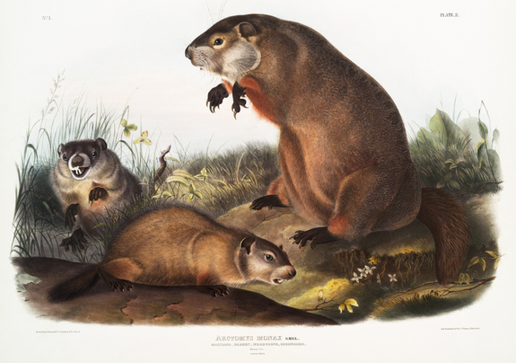 Marmottes d'amérique