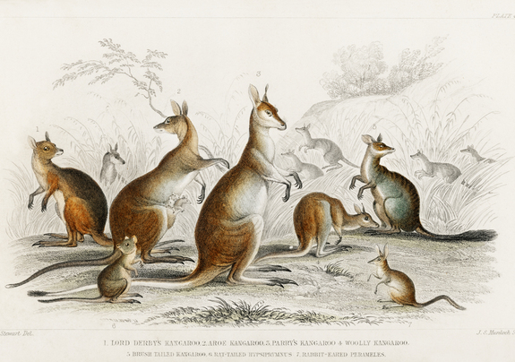 Espèces de kangourous